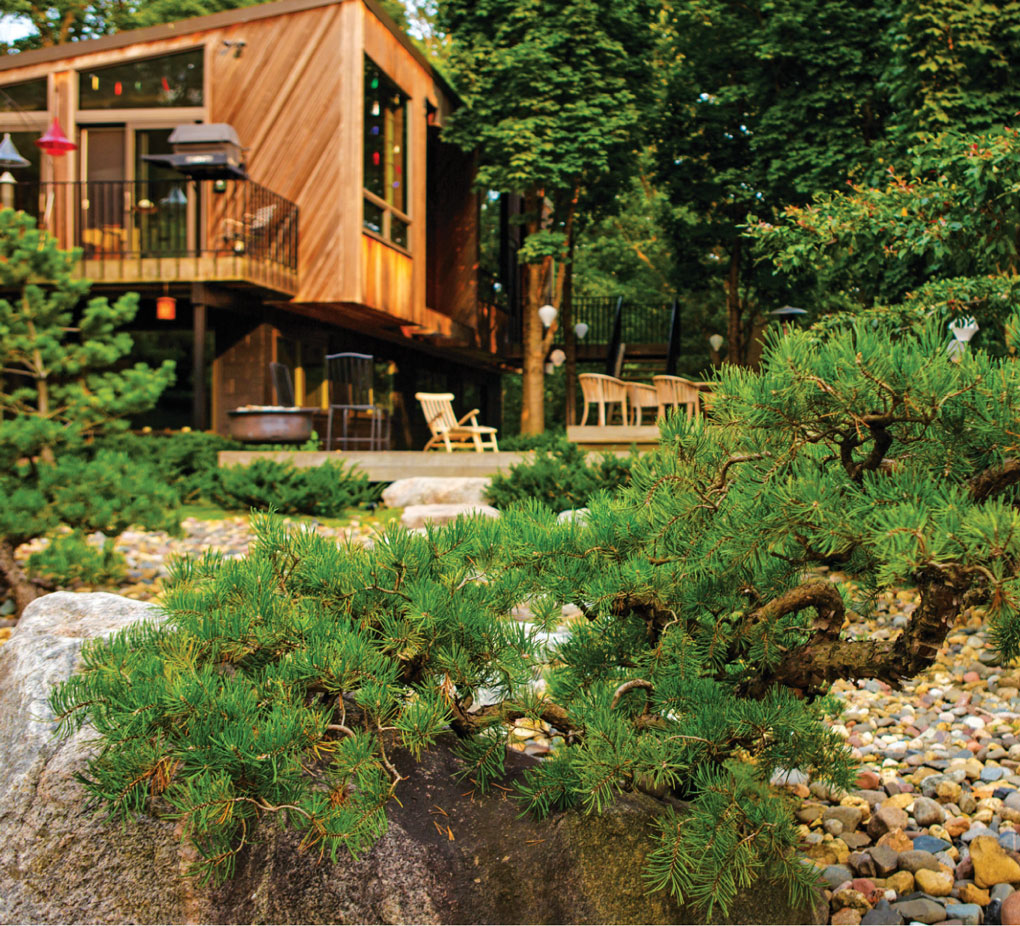 Pine tree in front of deck and patio