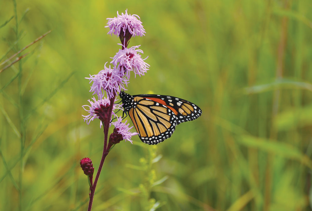 As this monarch atop a Liatris aspera flower demonstrates, native gardens do their part to attract butterflies and other pollinators.