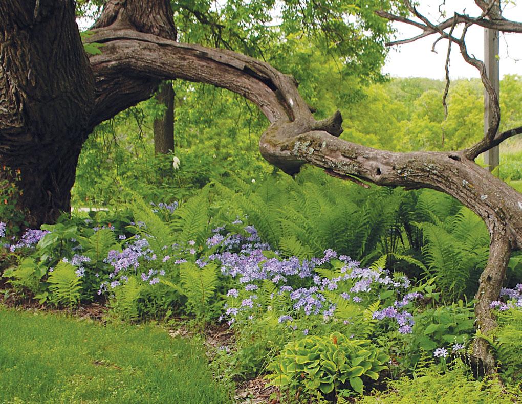 A northern catalpa shades purple woodland phlox, cinnamon and bulblet ferns and Hosta "Golden Tiara."