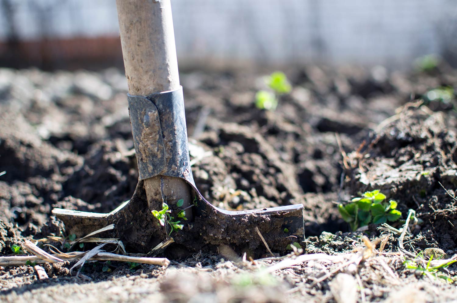 Shovel breaking ground in soil