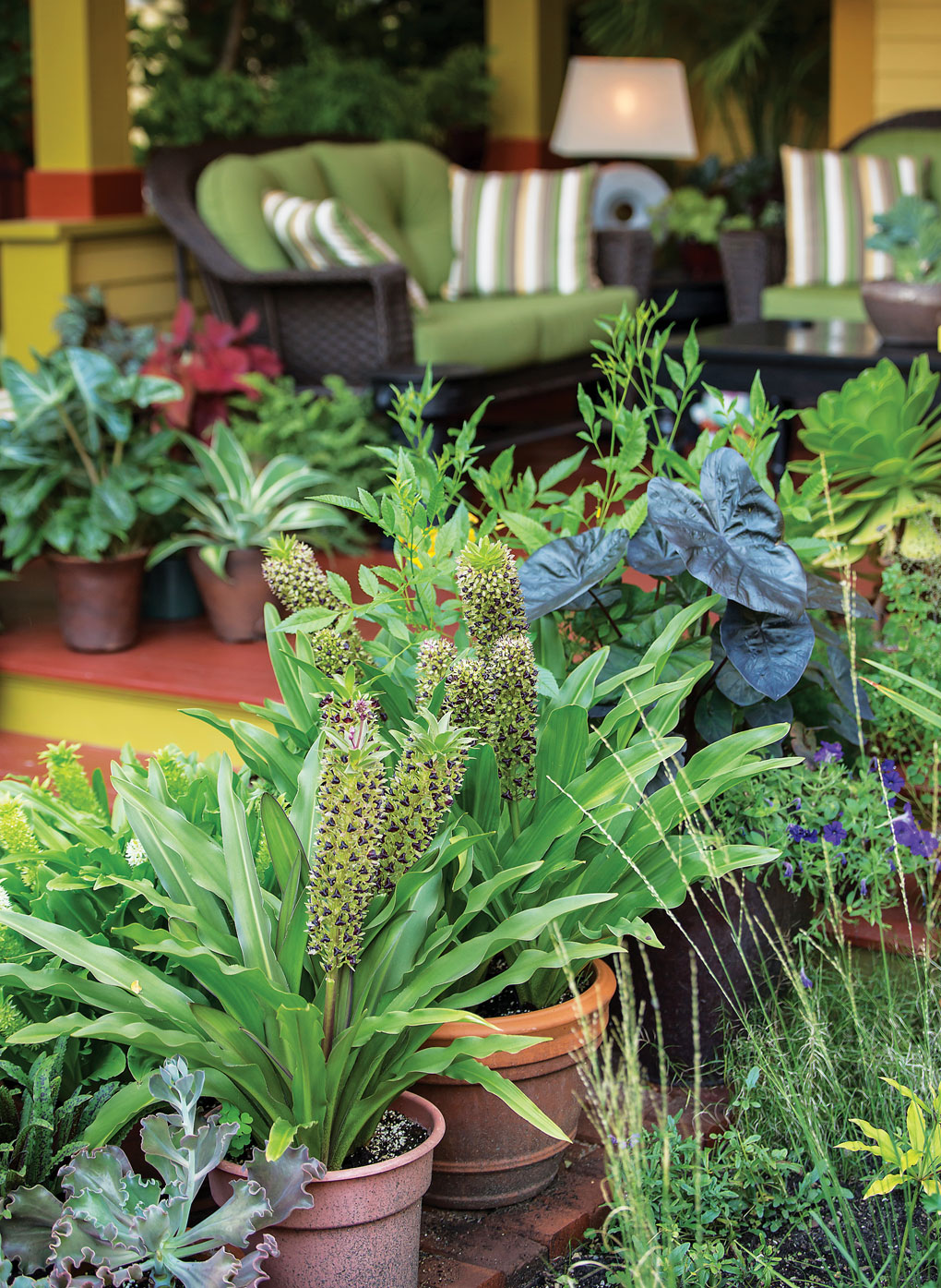 Planters along a front porch steps hold various cultivars of pineapple lilies and a deep purple Colocasia ‘Kona Coffee’.