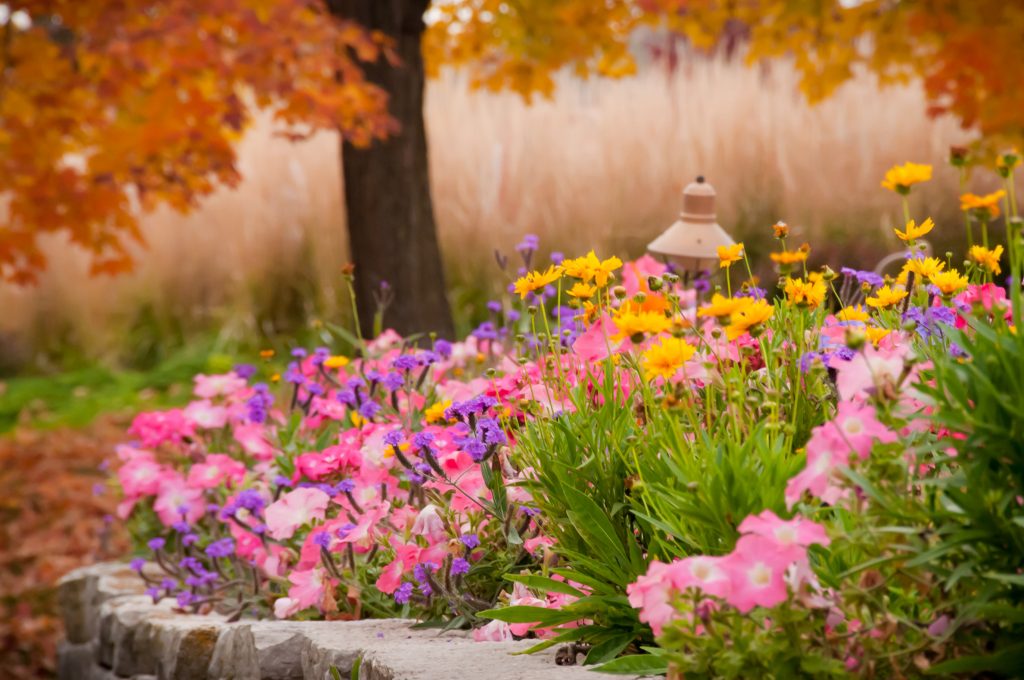 Fall flower bed